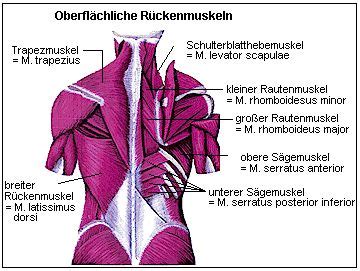 rücken latein|More.